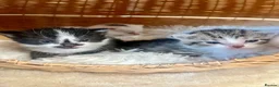 Turkish Angora cats for sale: Four Adorable Kittens!  - Advert 1