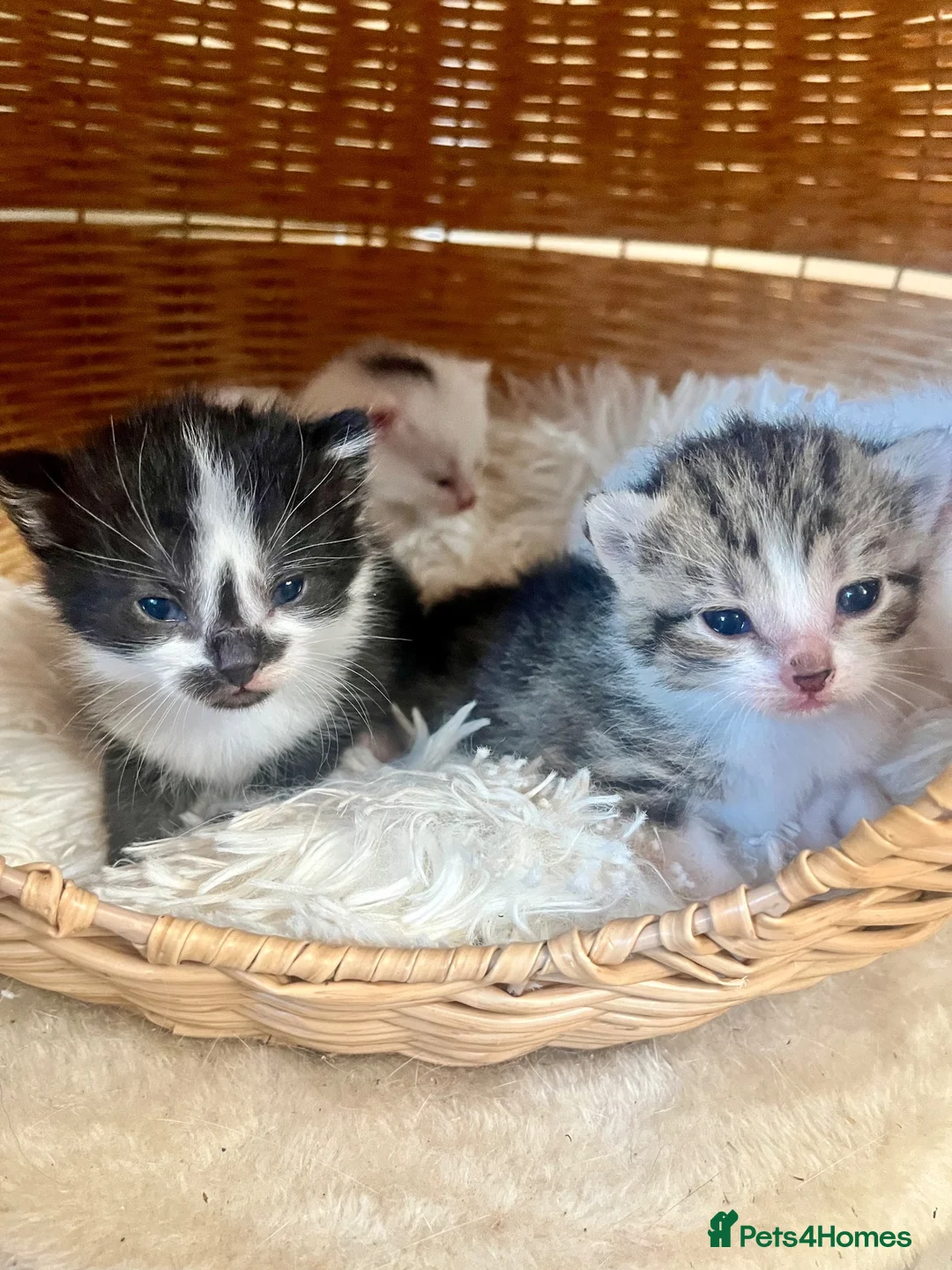 Turkish Angora cats for sale: Four Adorable Kittens!  - Advert 1