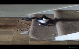 Mixed Breed cats for sale: Piper + Milly - Image 2