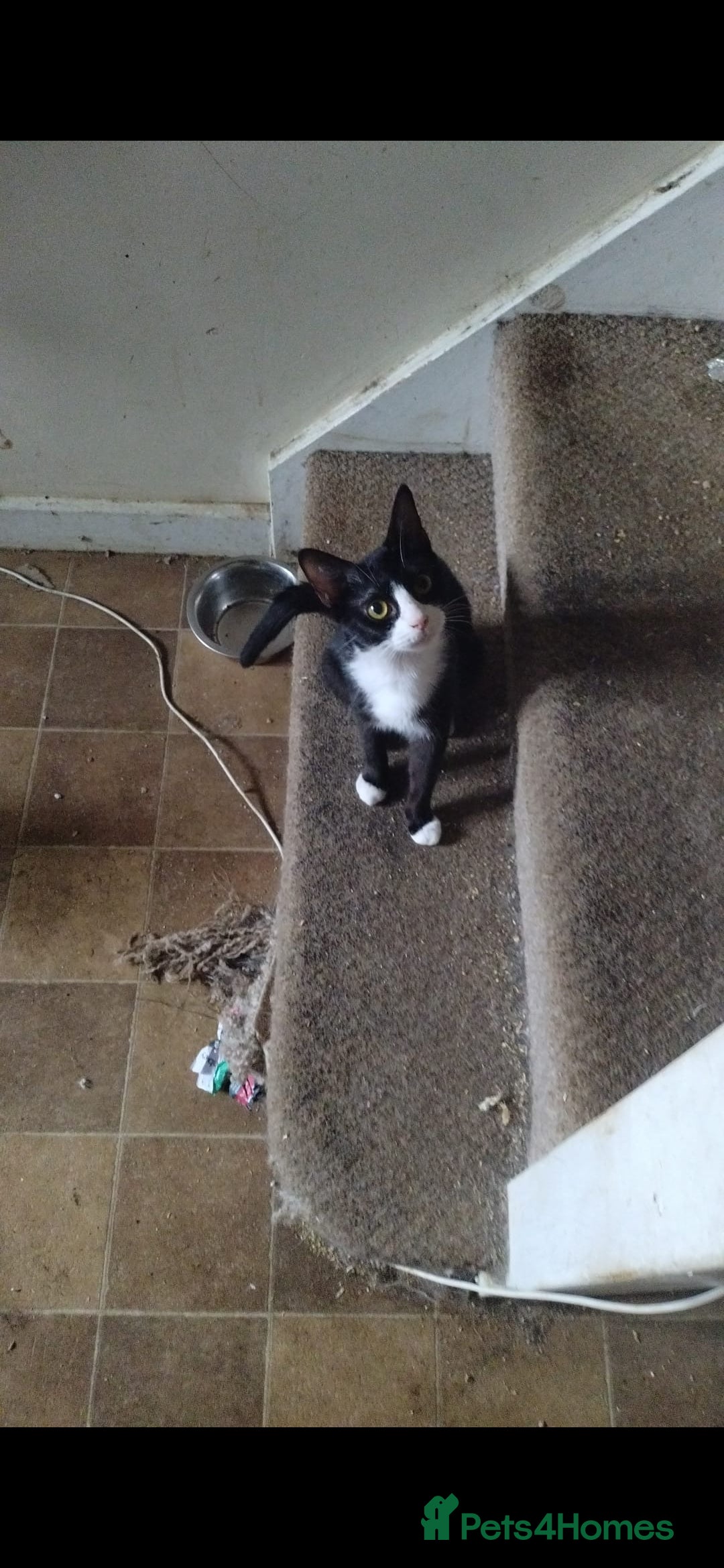 Mixed Breed cats for sale: Piper + Milly - Image 2