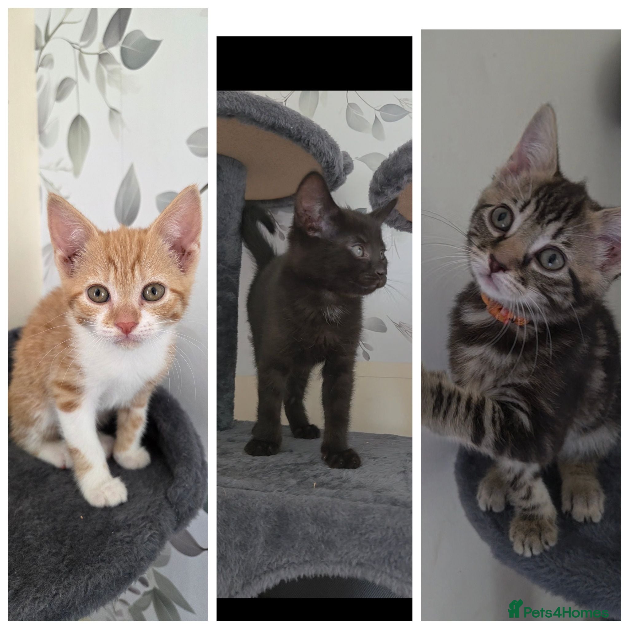 Mixed Breed cats Beautiful kittens looking for their forever homes  - Advert 6