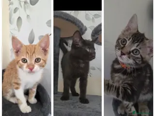 Mixed Breed cats Beautiful kittens looking for their forever homes - Advert 6