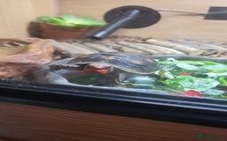 Tortoise reptiles for sale: Redfoot - Image 1