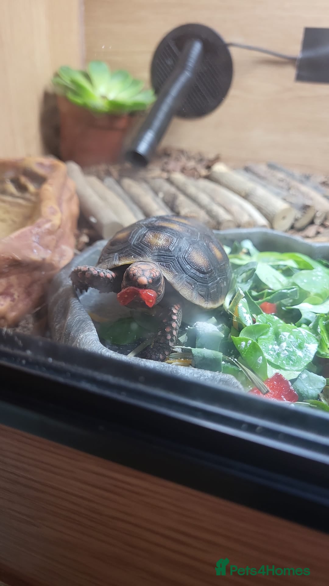 Tortoise reptiles for sale: Redfoot - Image 1