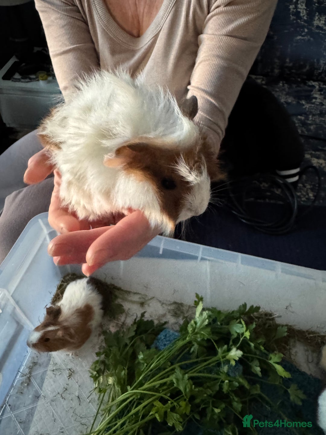 Guinea Pig rodents for sale: 5 cute Guinea pigs for sale *READ DESCRIPTION* - Advert 3