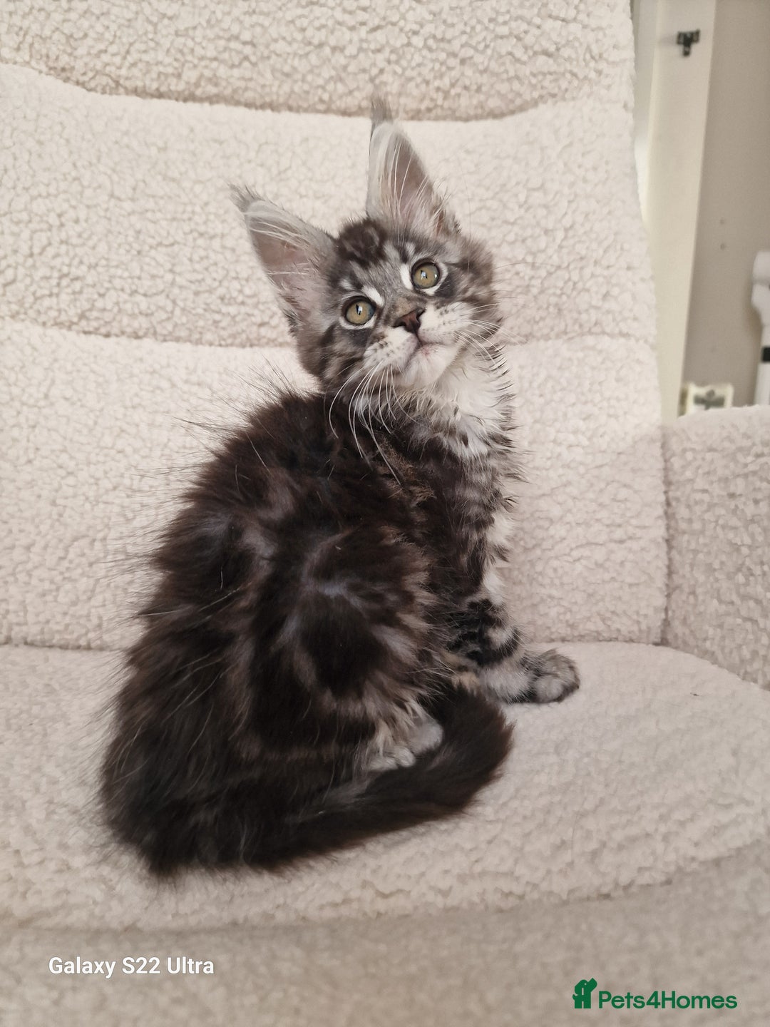 Maine Coon cats for sale: Pure Maine coon - Advert 15