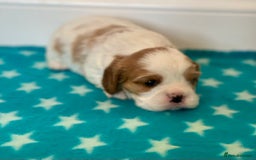 Cavalier King Charles Spaniel dogs for sale: Cavalier Pups – 0.10% COI, Health Tested, KC Reg - Image 16