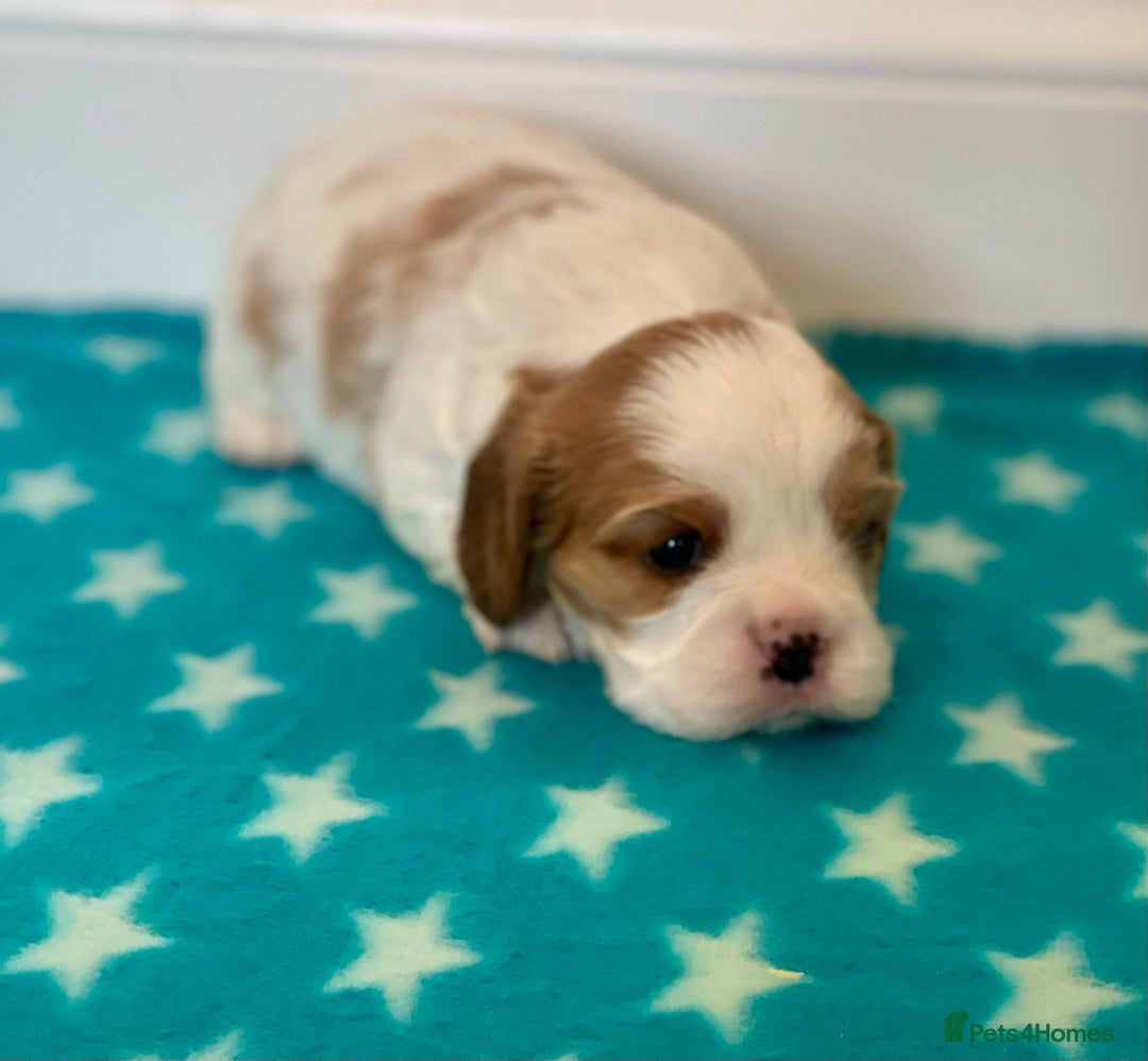 Cavalier King Charles Spaniel dogs for sale: Cavalier Pups – 0.10% COI, Health Tested, KC Reg - Image 16