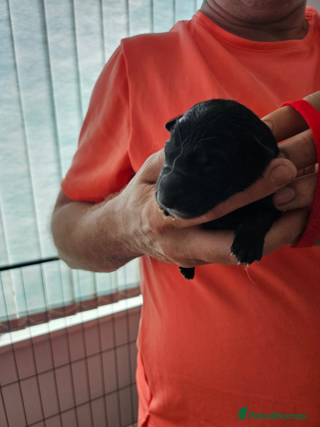 German Shepherd dogs for sale: German shepherd  - Image 8