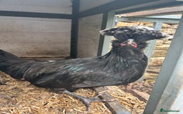 Chickens poultry for sale: Polish cockerel - Image 1
