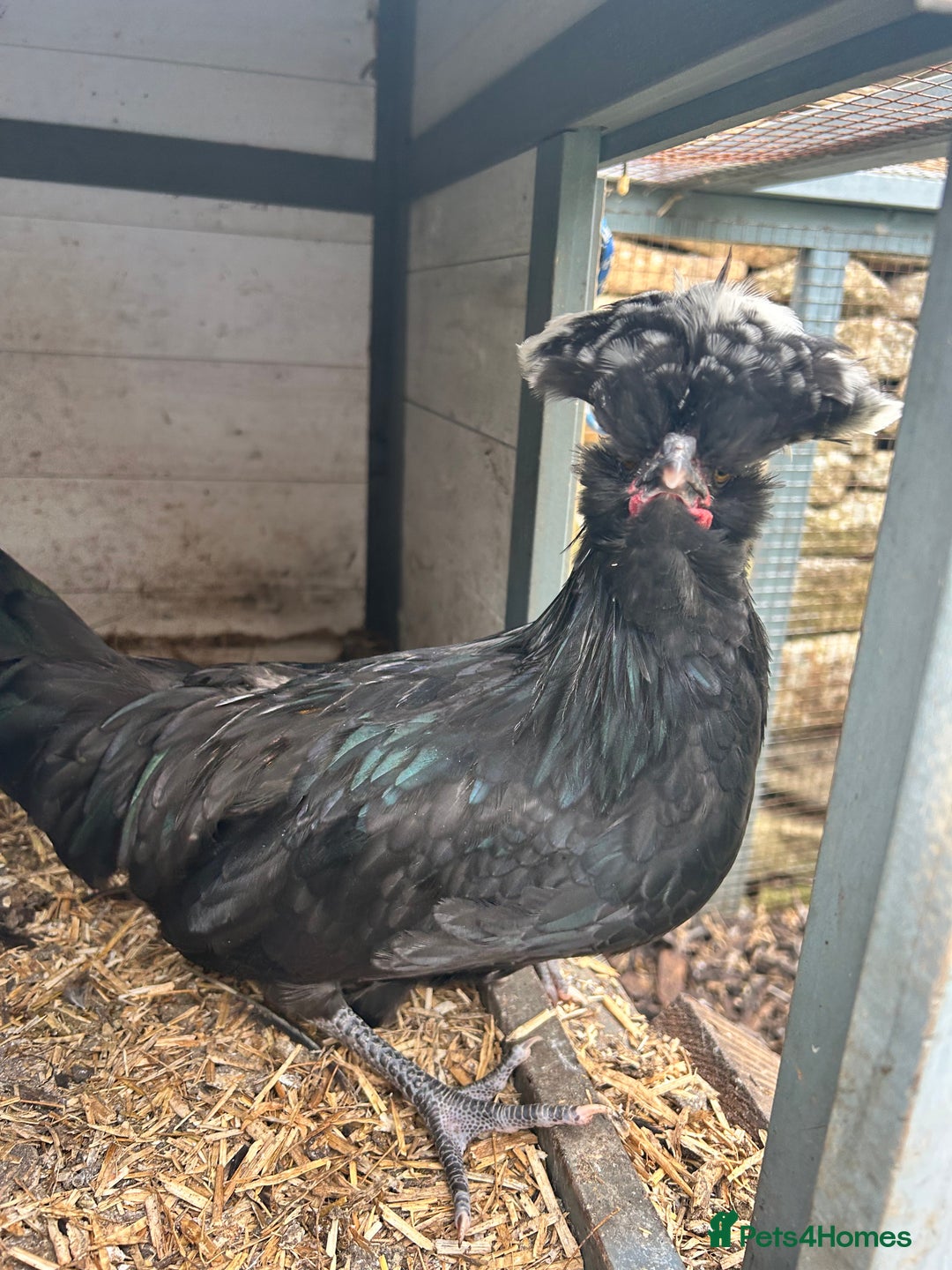 Chickens poultry for sale: Polish cockerel - Image 1