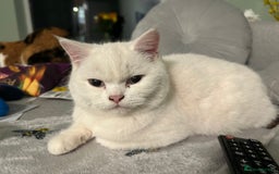 British Shorthair cats for sale: Male British shorthair for sale  - Image 6