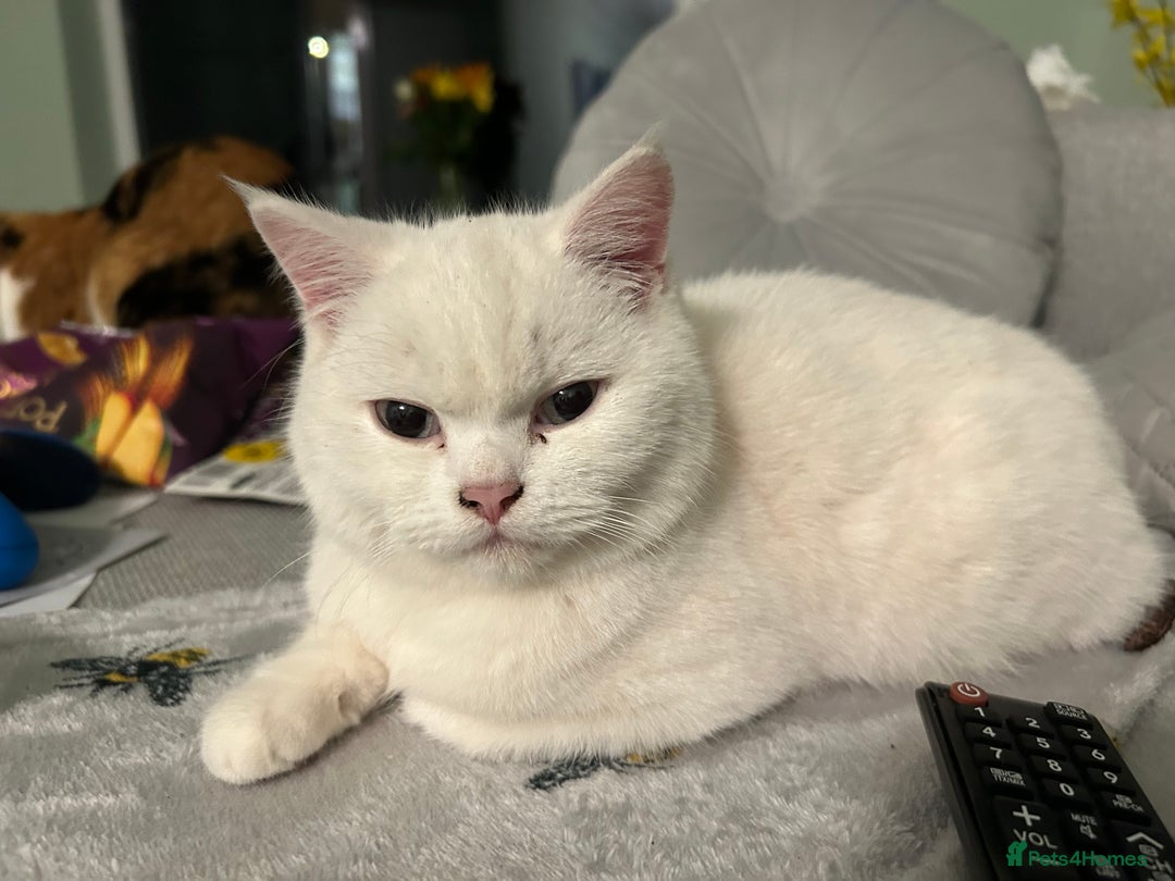 British Shorthair cats for sale: Male British shorthair for sale  - Image 6