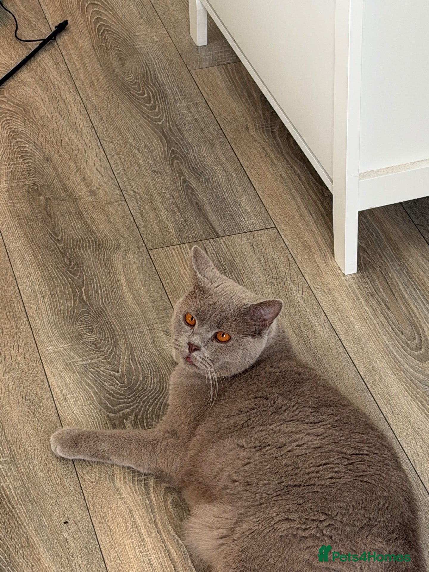 British Shorthair cats British Shorthair Cross Male, 2 Years Old  - Advert 1
