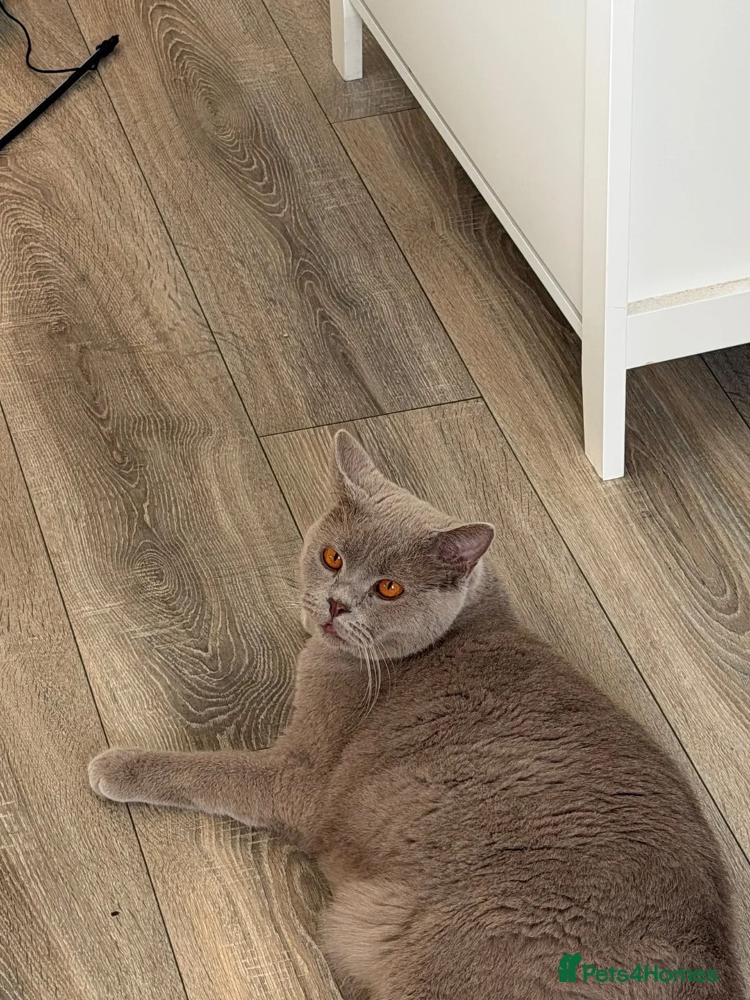 British Shorthair cats for sale: British Shorthair Cross Male, 2 Years Old  - Advert 1