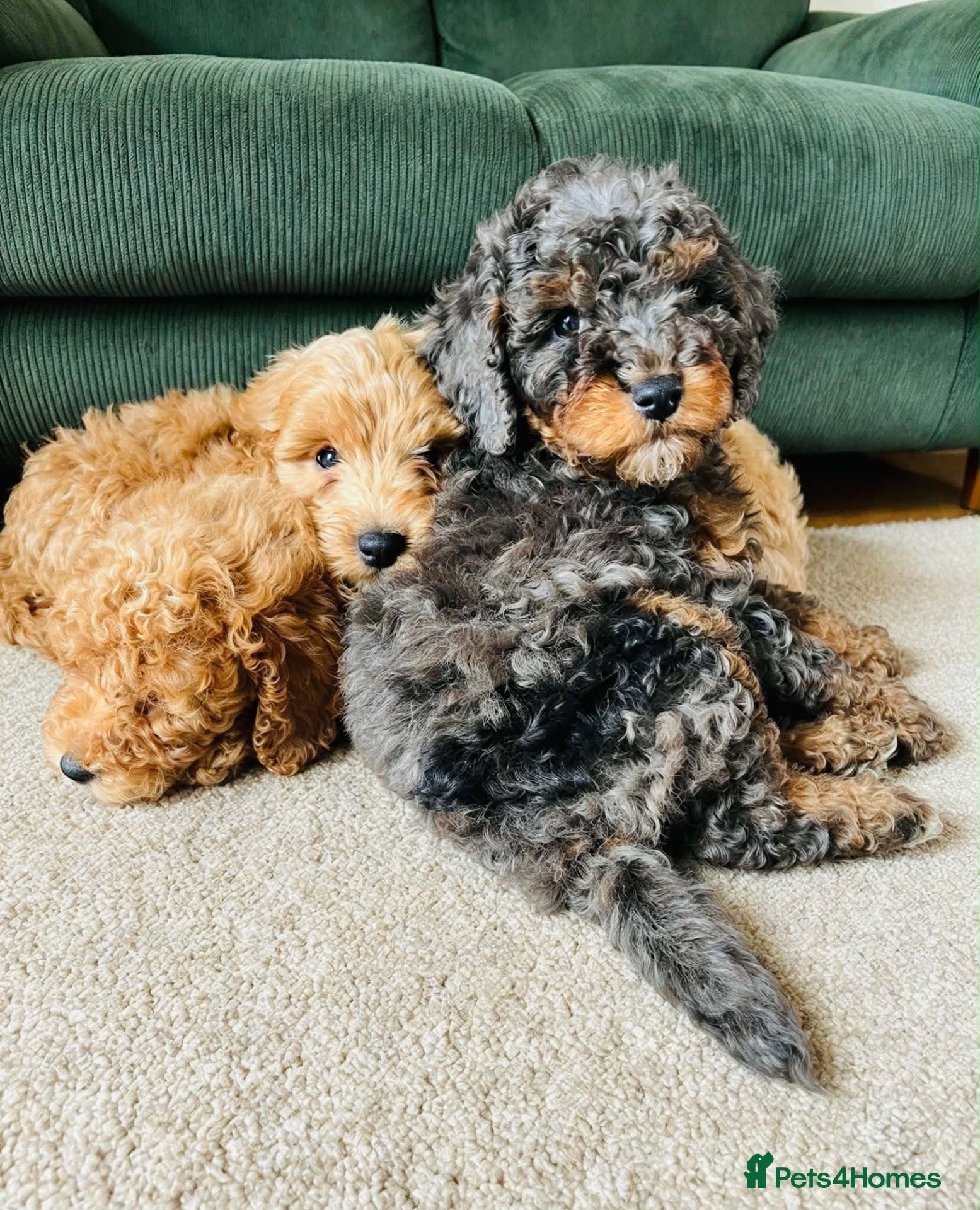 Cockapoo dogs Rare Cockapoo Puppies - Advert 5
