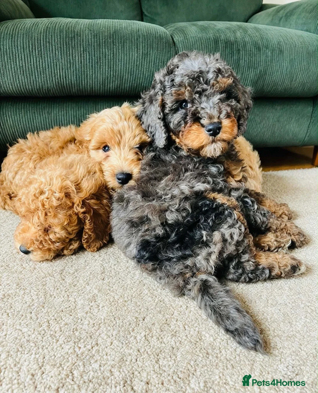 Cockapoo dogs for sale: F1B Toy Cockapoos - Advert 1