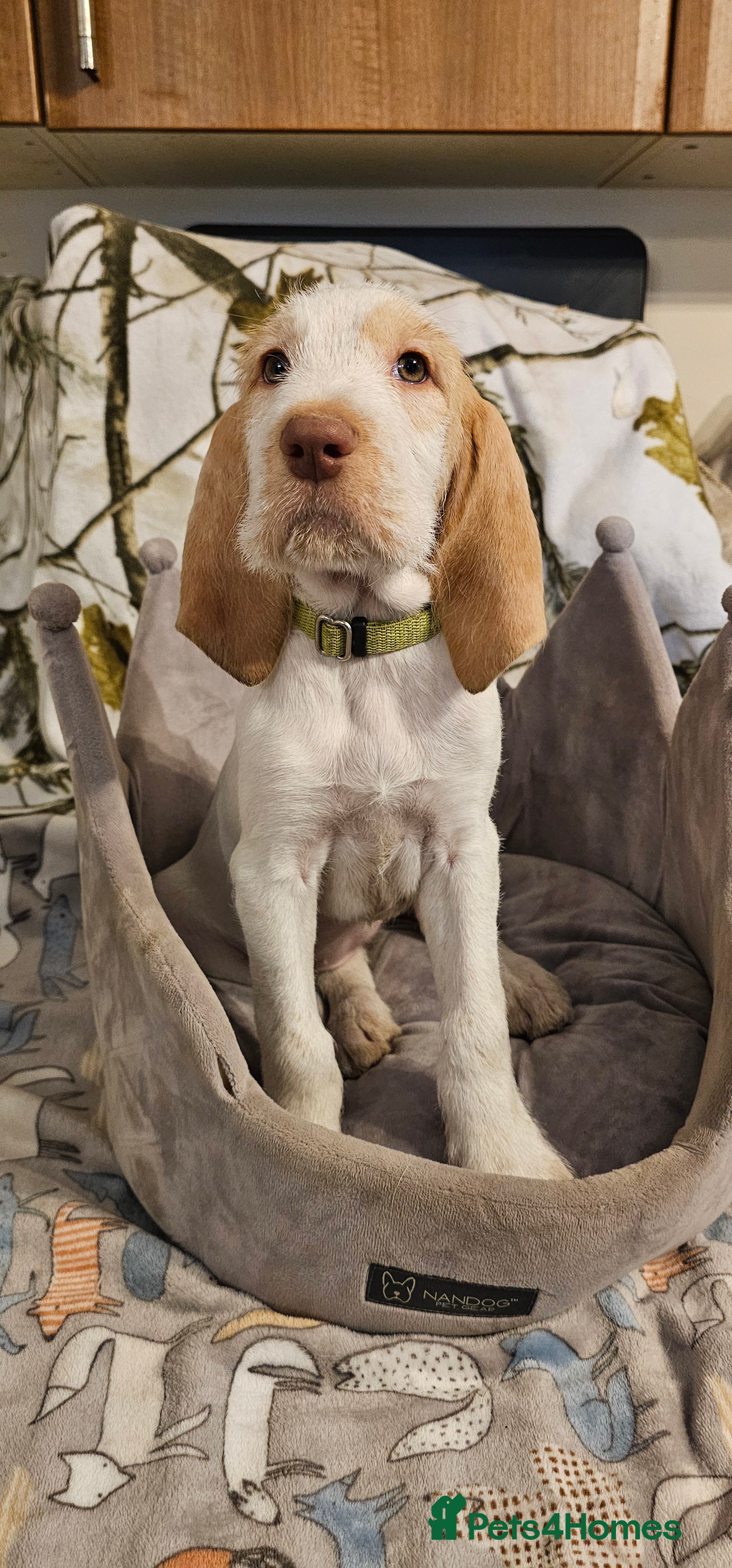 Italian Spinone dogs Orange roan female avaliable  - Advert 1