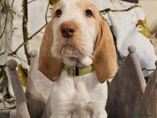 Italian Spinone dogs Orange roan female avaliable - Advert 1