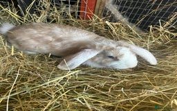 French Lop rabbits for sale: 2 Bucks French Lop x Angora BOTH FOR £40 in Doncaster - Image 1
