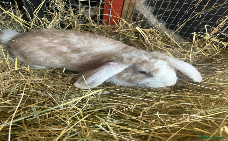 French Lop rabbits in Doncaster - Advert 4