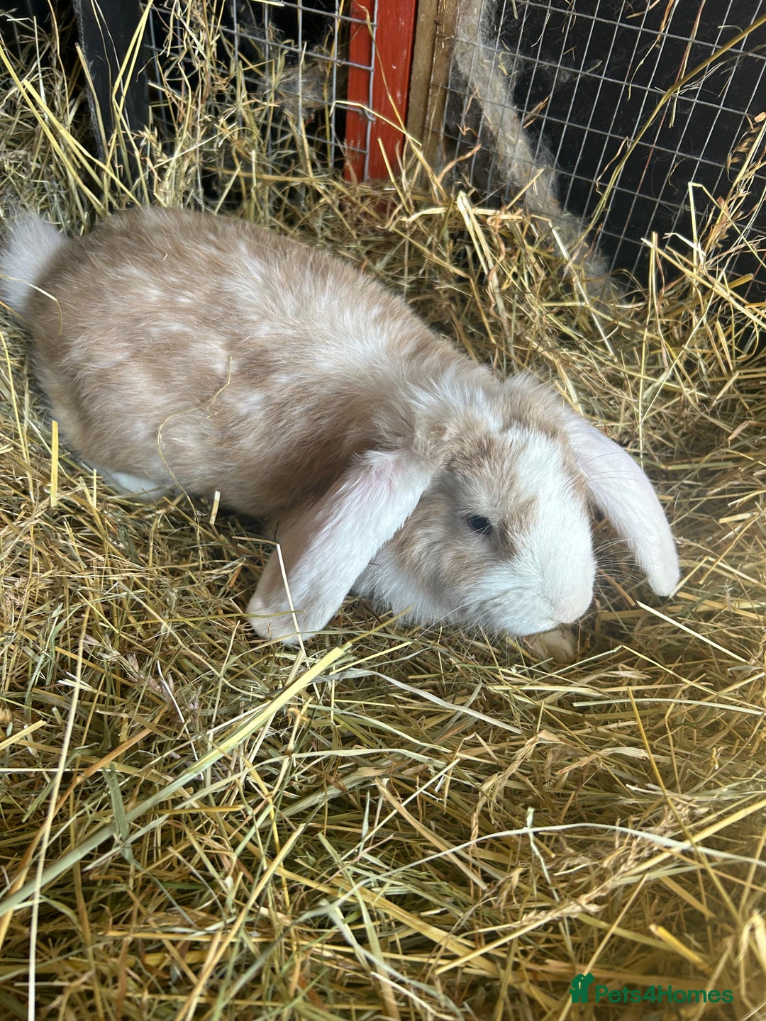 French Lop rabbits for sale: 2 Bucks French Lop x Angora BOTH FOR £40 in Doncaster - Image 1