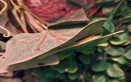 Anole reptiles for sale: Baby Green Anoles - Image 1