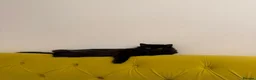 Mixed Breed cats for sale: Litter of 5 ragdoll tabby mixes  - Advert 11