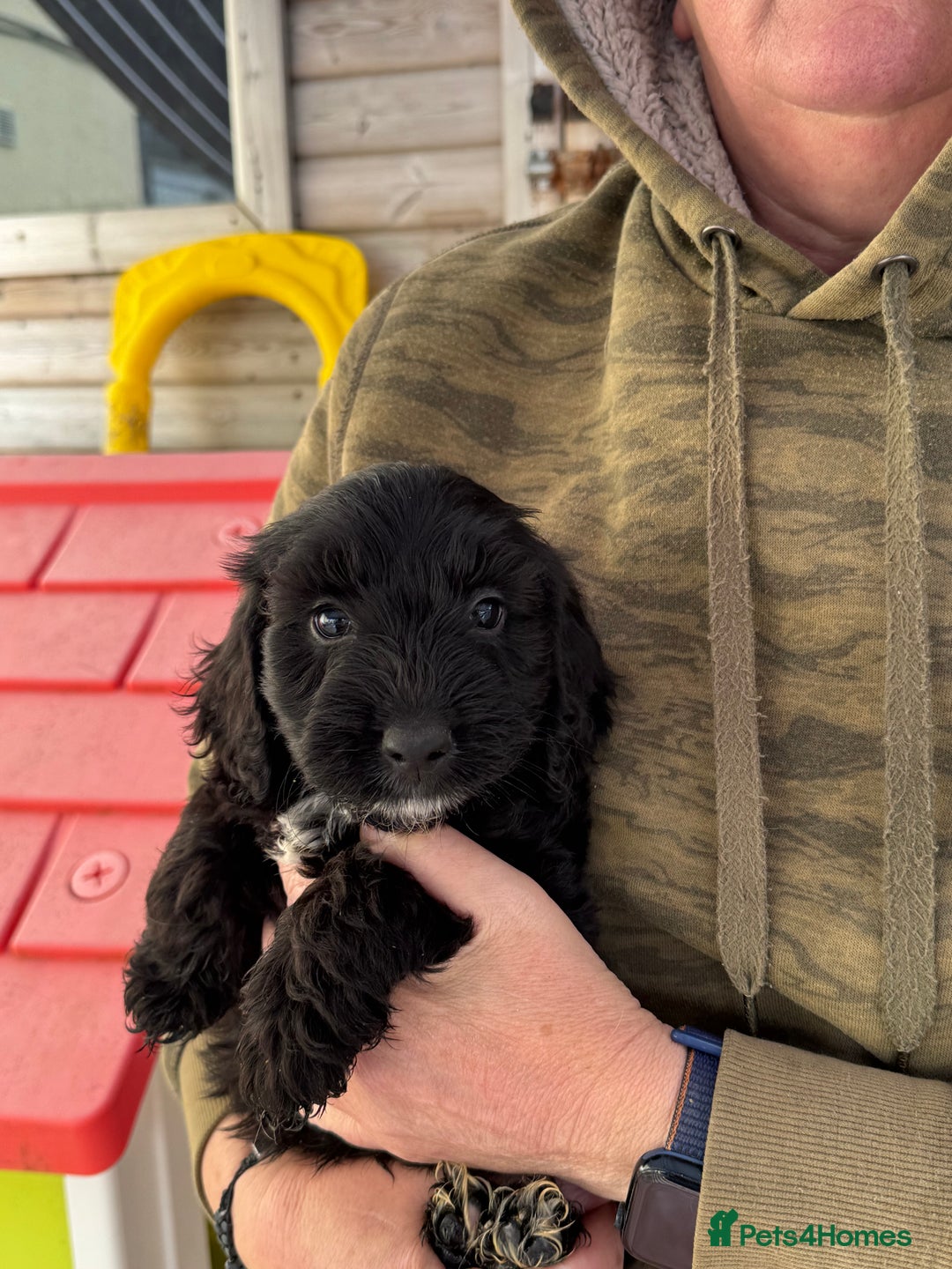 Sproodle dogs for sale: F1 Sproodles for Sale - Image 19