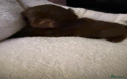 Shih Tzu dogs for sale: Stunning imperial Shih Tzu pups ready now - Image 12
