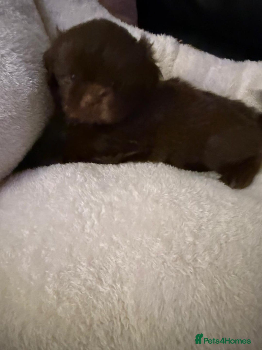 Shih Tzu dogs for sale: Stunning imperial Shih Tzu pups ready now - Image 12