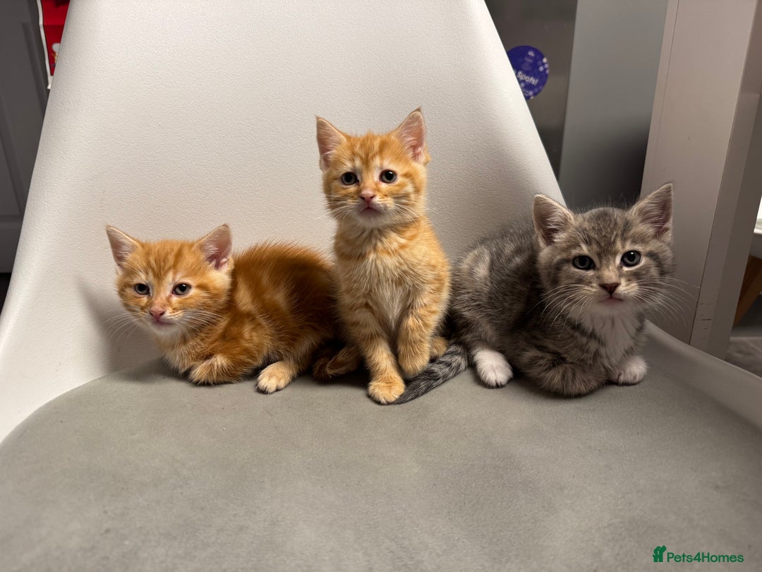 Mixed Breed cats for sale: 2 male kittens 1 female  - Image 7