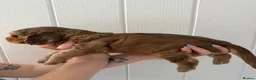 Cockapoo dogs for sale: Smooth cockapoo puppies - Advert 17