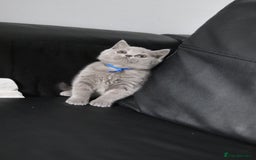 British Shorthair cats for sale: ✨️Outstanding GCCF Grand Chmp Line BSH ❤️ - Image 17
