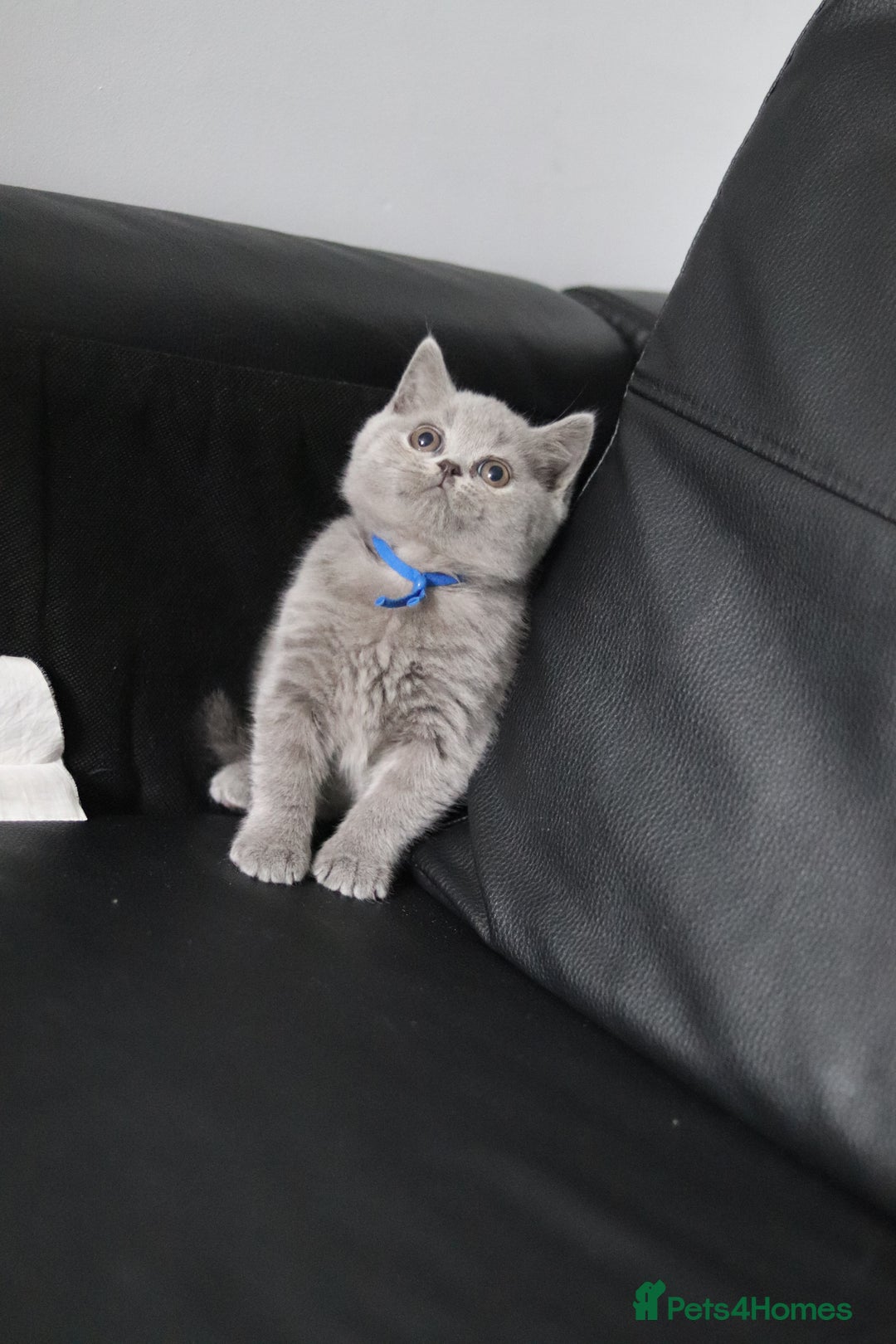 British Shorthair cats for sale: ✨️Outstanding GCCF Grand Chmp Line BSH ❤️ - Image 17