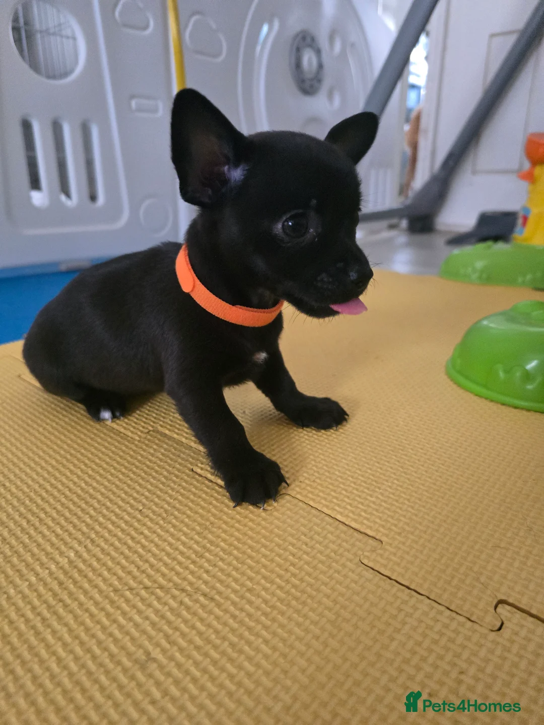 Chihuahua dogs for sale: Beautifull Chihuahua Puppies - Advert 2