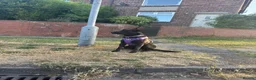 Mixed Breed dogs for sale: Beautiful girl looking for her forever home - Advert 6