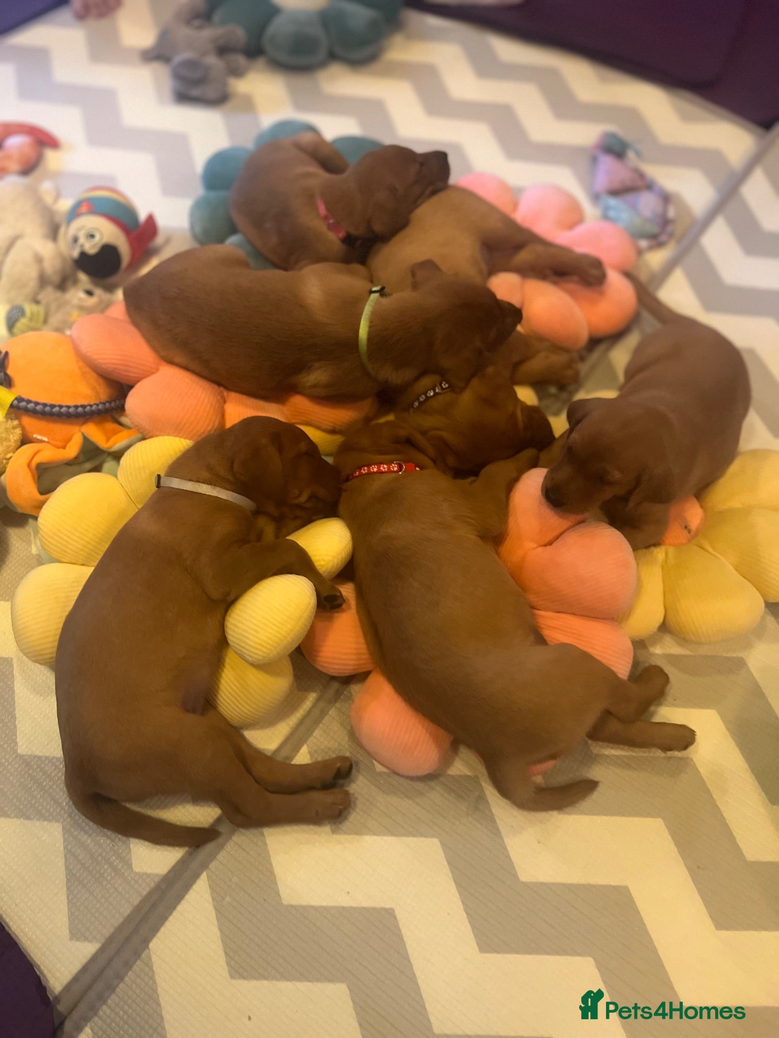 Labrador Retriever dogs Exceptional Dark Fox Red Labrador Retriever Puppy - Advert 2