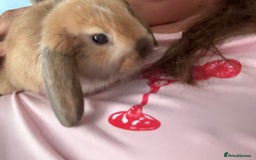 Mini Lop rabbits for sale: Mini lop for sale  - Image 2