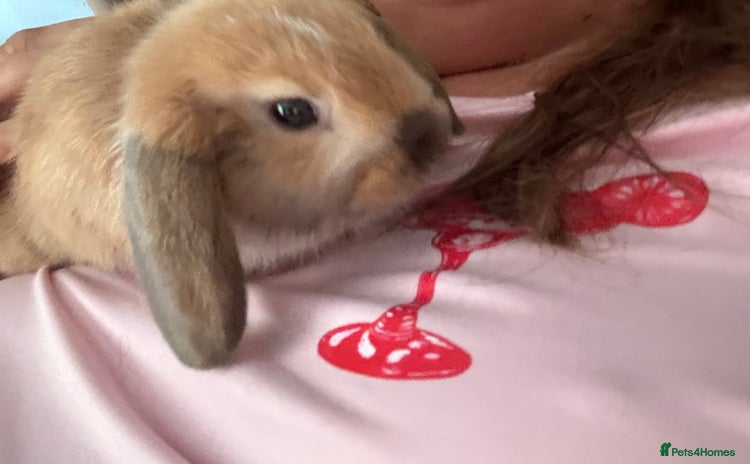 Mini Lop rabbits - Advert 1