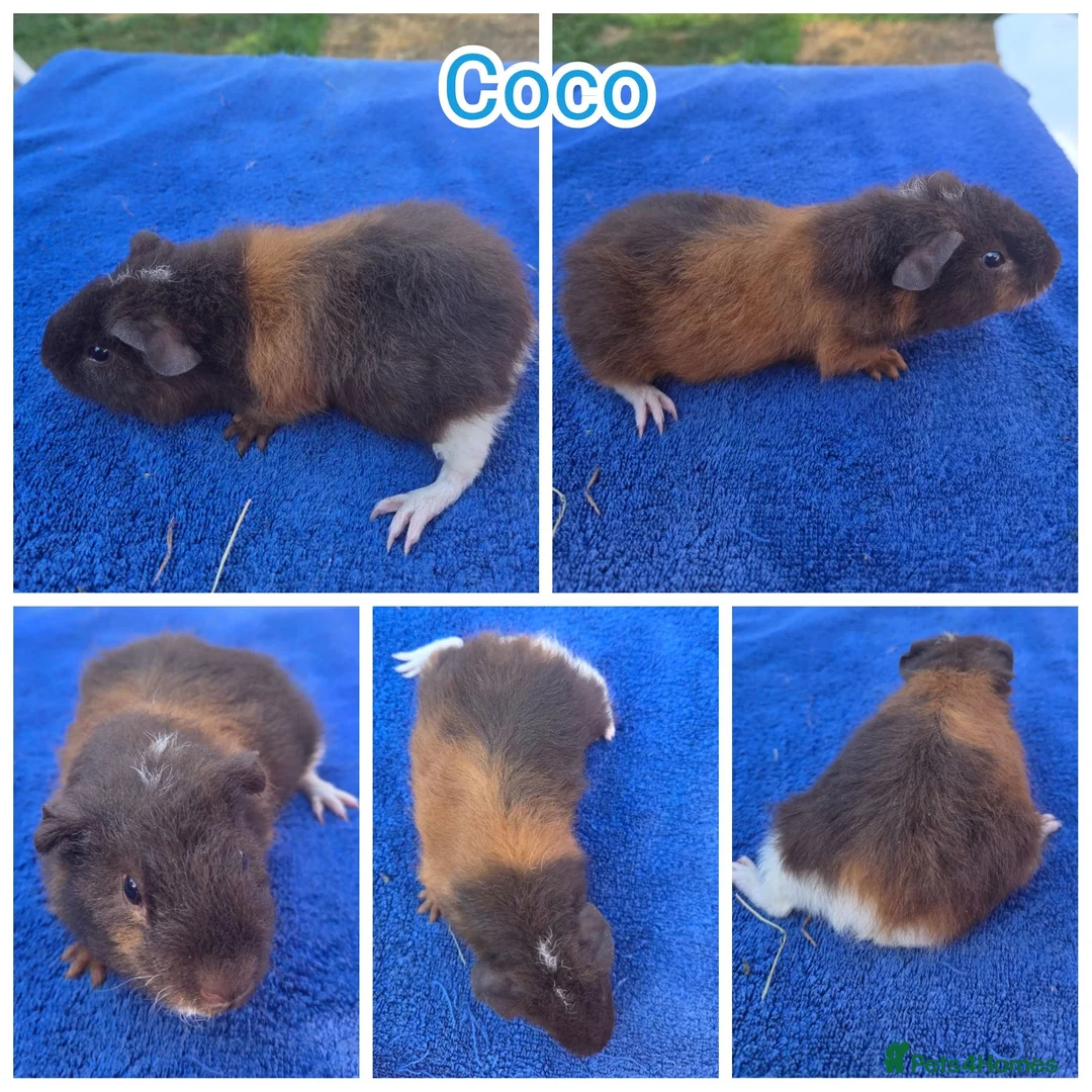 Guinea Pig rodents for sale: Baby Funky and Teddy type Boy Guinea Pigs - Advert 2
