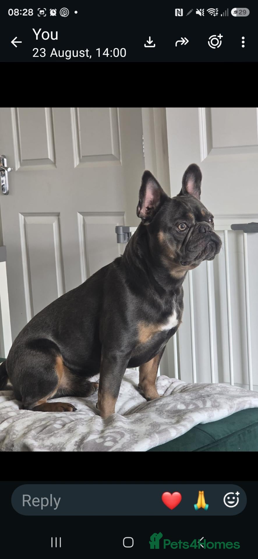 French Bulldog dogs 3 year old Frenchie - Advert 1