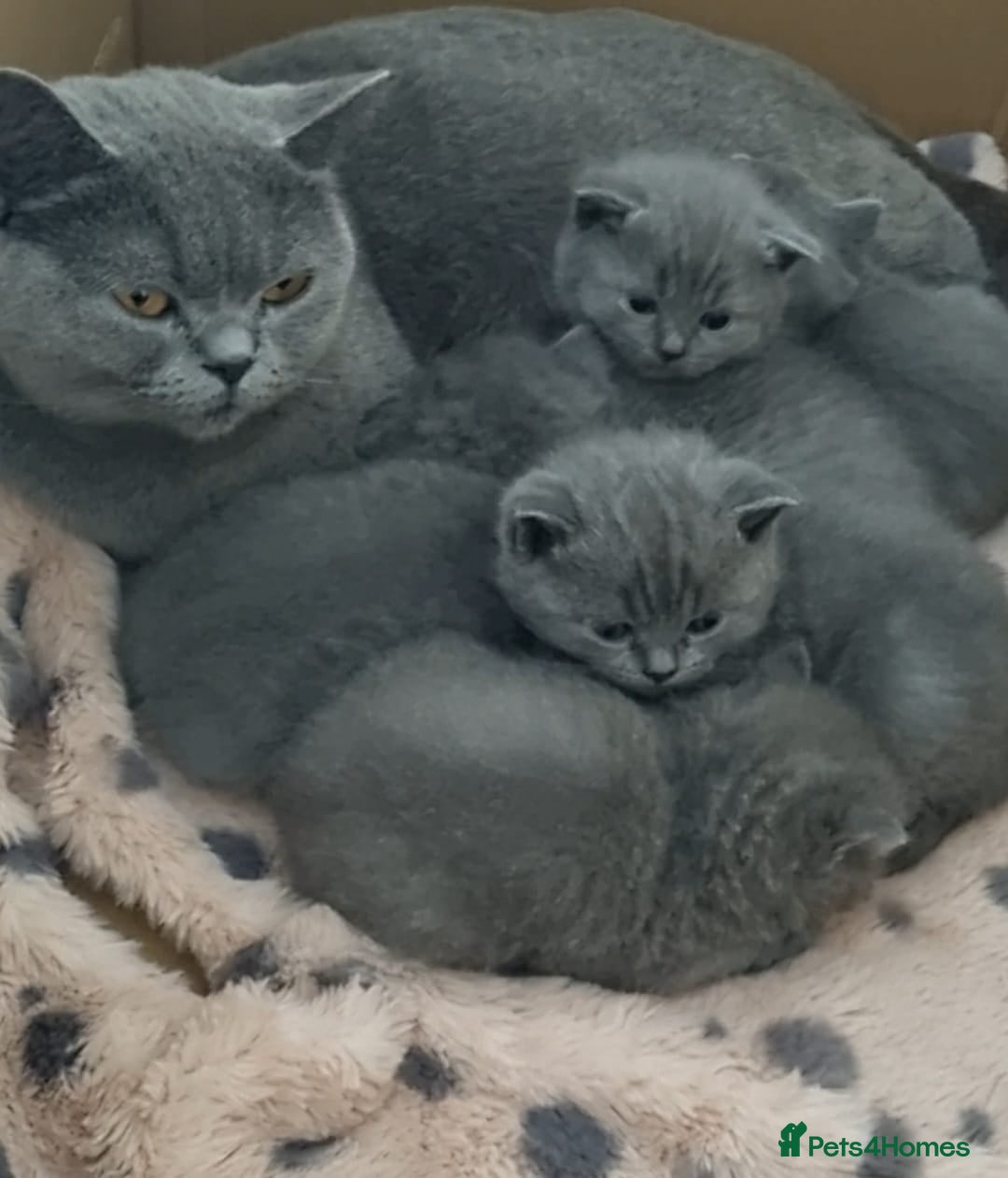 British Shorthair cats Adorable 100% British Shorthair Kittens - Advert 16