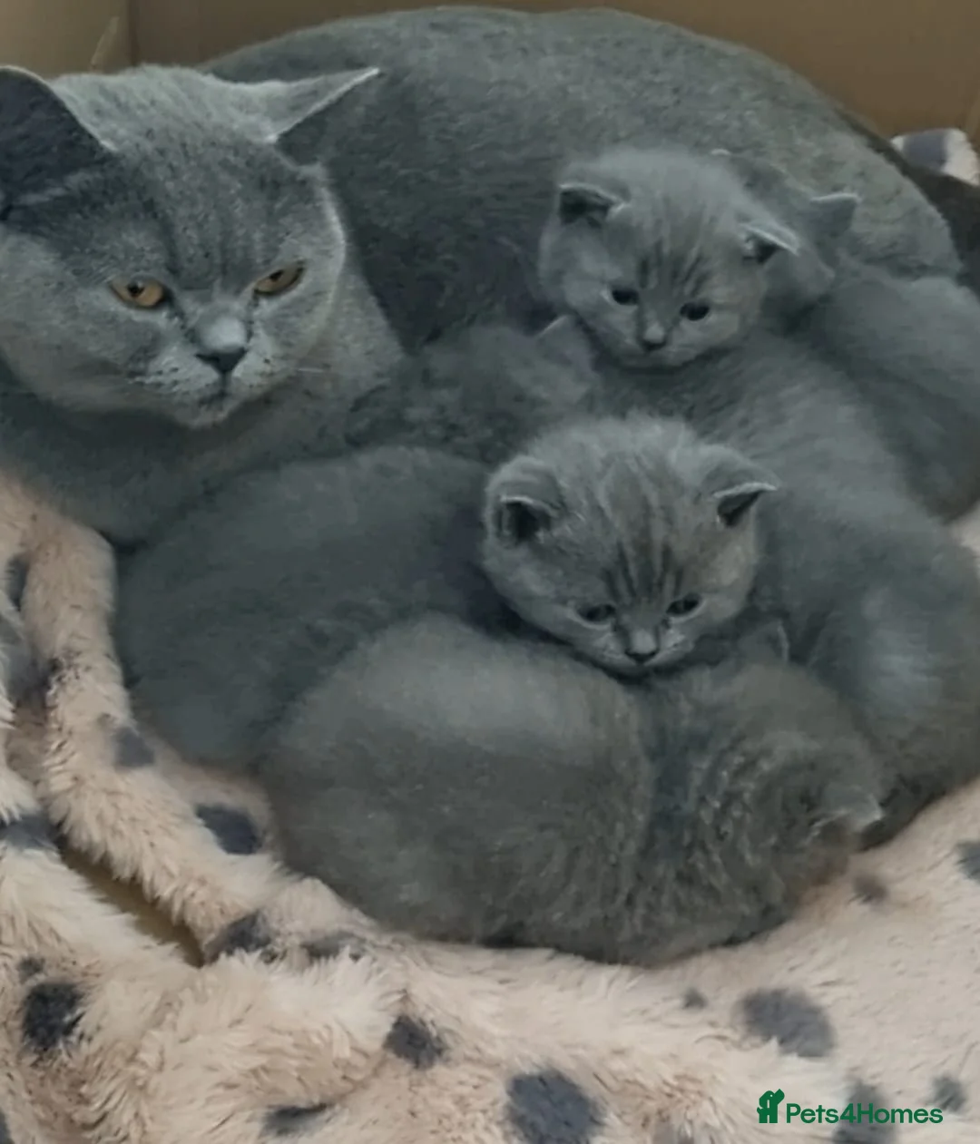 British Shorthair cats for sale: Adorable 100% British Shorthair Kittens - Advert 1