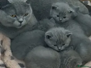 British Shorthair cats Adorable 100% British Shorthair Kittens - Advert 16