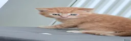 Mixed Breed cats for sale: Rare Ginger Female  in Bracknell - Advert 4
