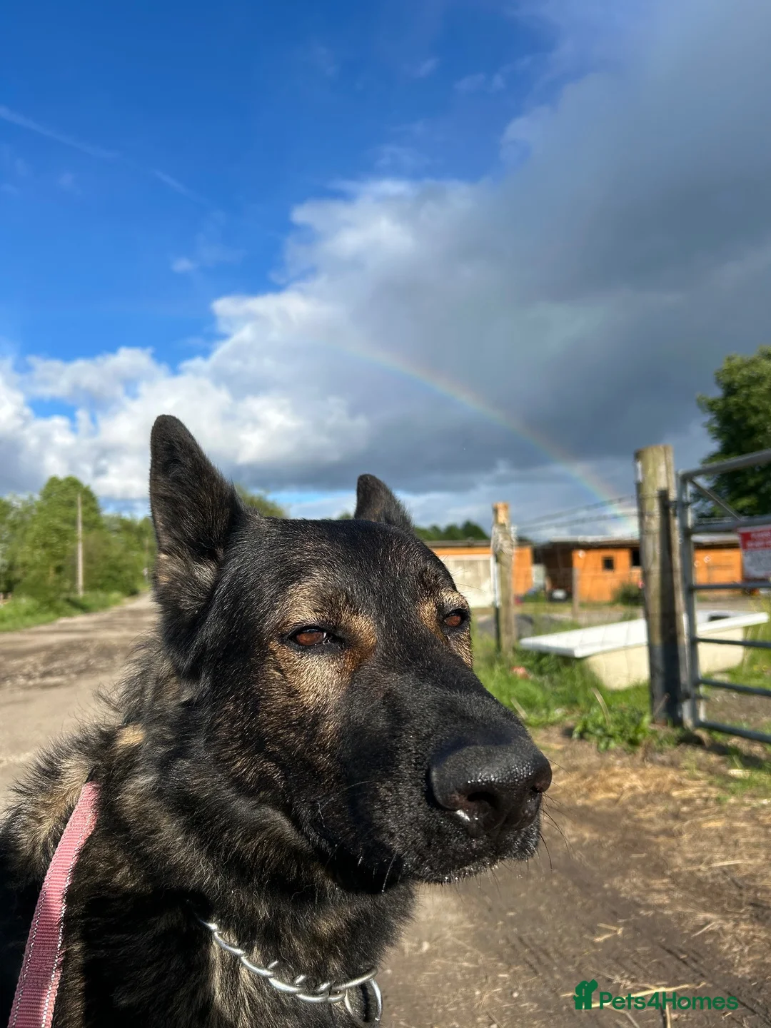 German Shepherd dogs for stud: Pure bred Working line German shepherd for stud in Nottingham - Advert 3