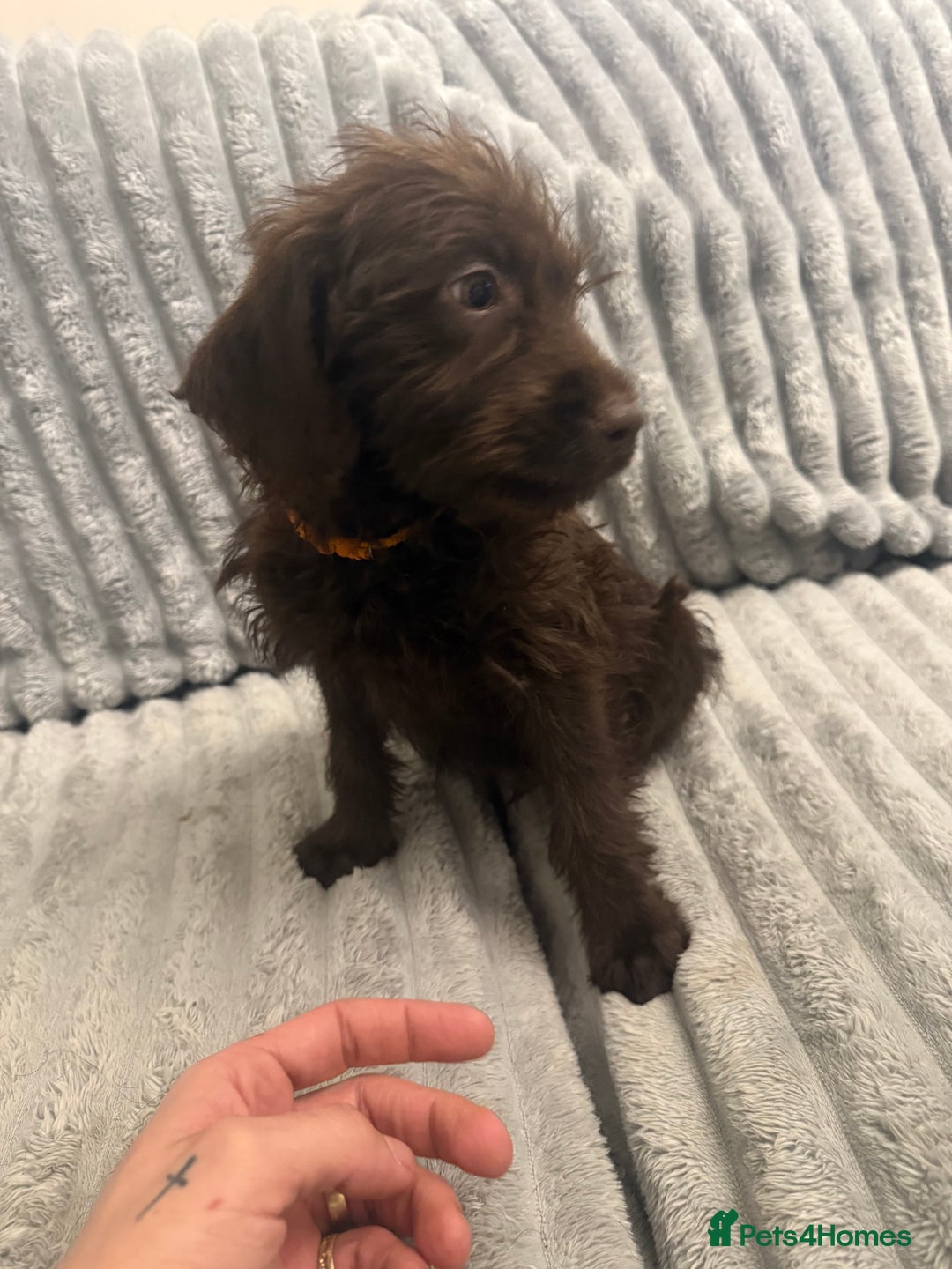 Labradoodle dogs for sale: Last 1 F1 miniature labradoodle  - Advert 6