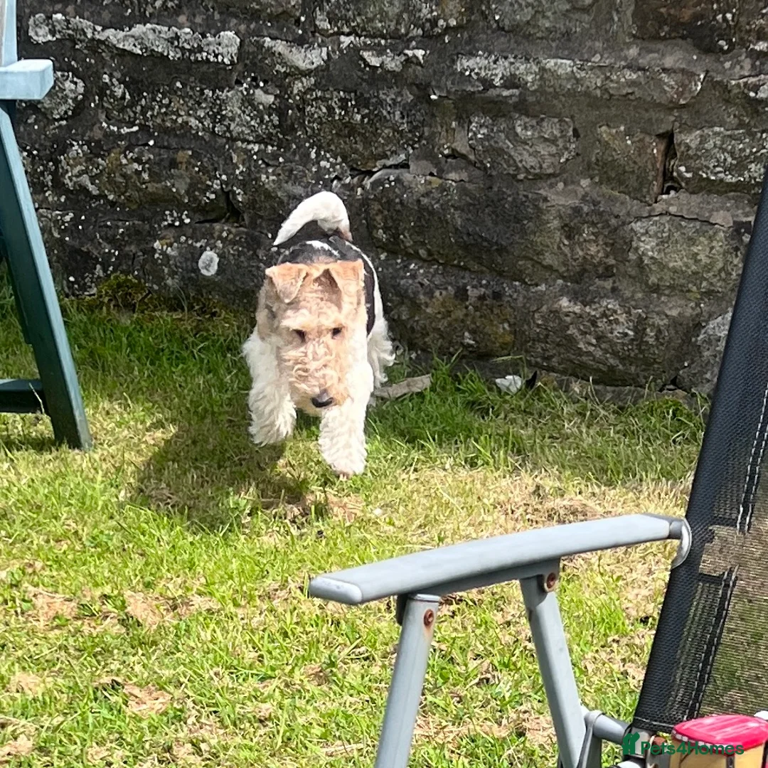 Fox Terrier dogs for sale: KC Registered Wire Fox Terrier 9 months old - Advert 2