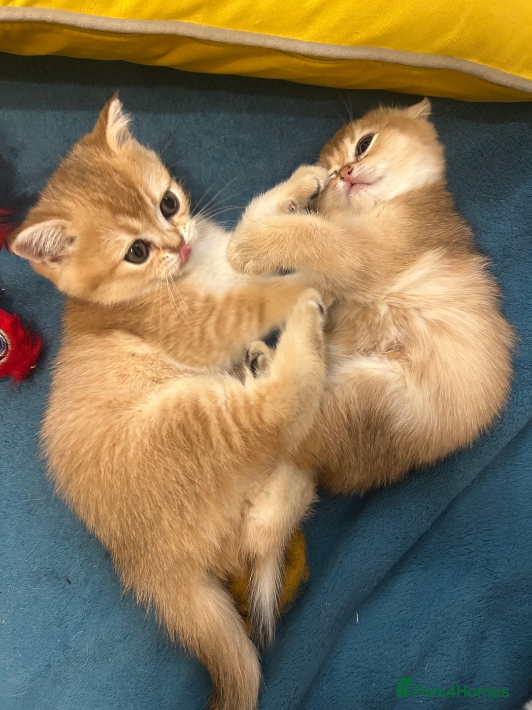 Scottish Fold cats for sale: Gold chinchilla baby’s available  - Advert 9